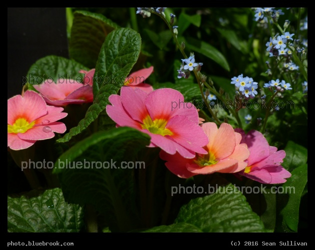Primrose - Boston Flower and Garden Show 2016
