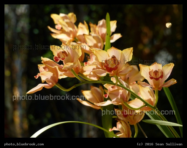 Cymbidium - Boston Flower and Garden Show 2016
