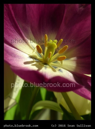 Cup of Petals - Boston Flower and Garden Show 2016