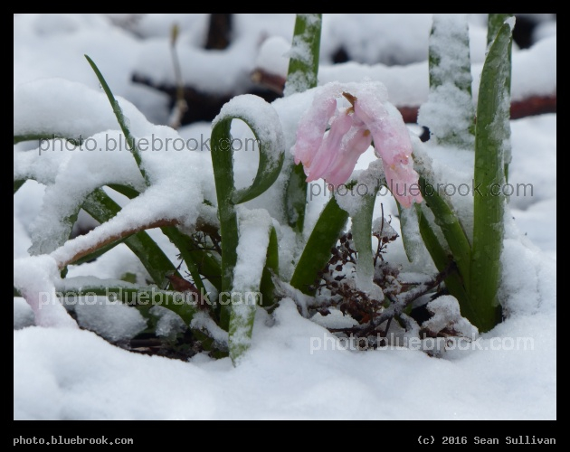 Spring Frost - Somerville MA