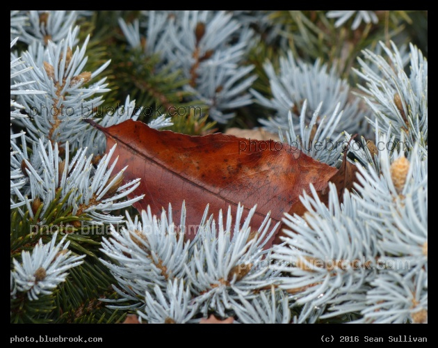 Leaf in the Shrubbery - Mystic River Reservation, Somerville MA