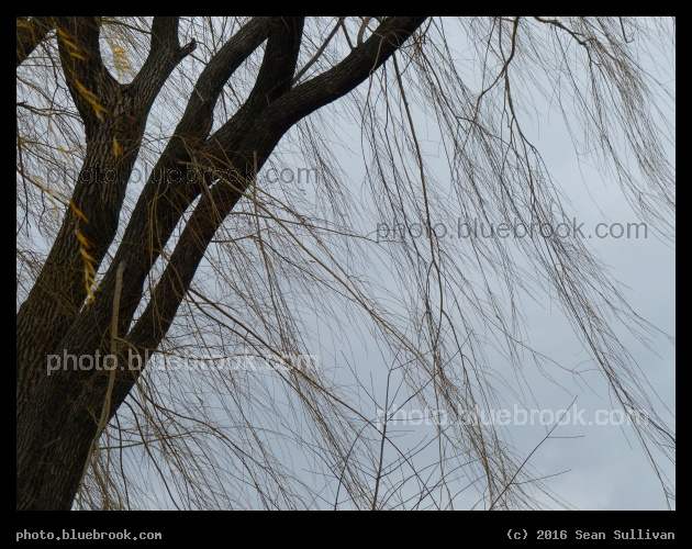 Cascade of Small Branches - Mystic River Reservation, Somerville MA