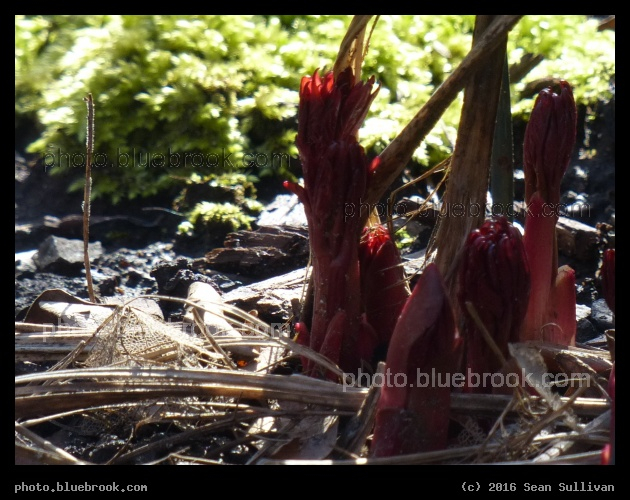 Peony Rising - Somerville MA