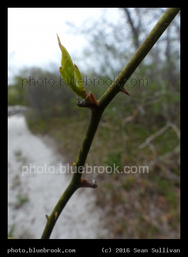 Beach Vine - Crane Beach, Ipswich MA