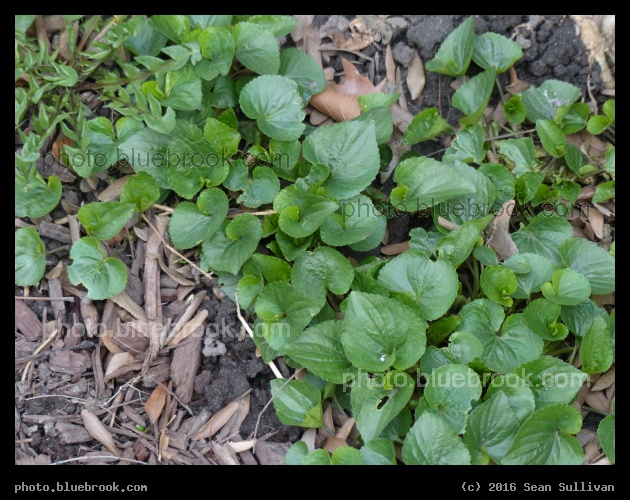 Path of Violets - Somerville MA