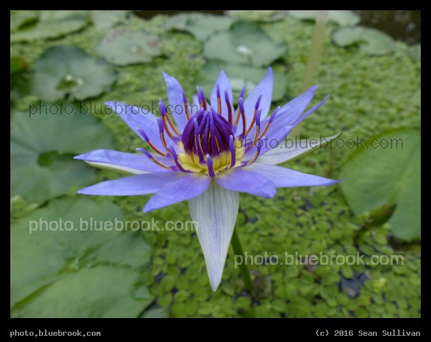 Purple Rays II - Hortus Botanicus Leiden in Leiden, Netherlands