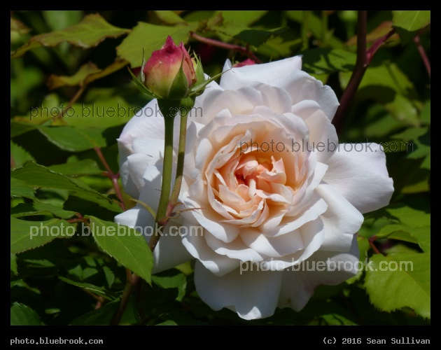 Polyantha Rose - Washington DC