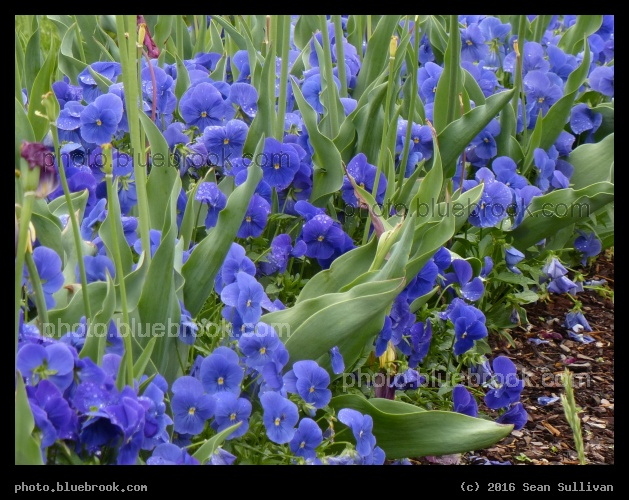 Pansies at Smithsonian Castle - Washington DC