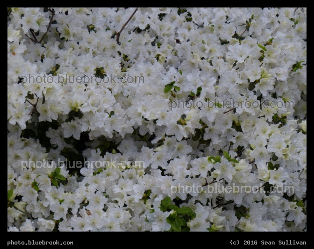 Flowers near Union Station - Washington DC