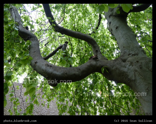 Living Sculpture - Hirshhorn Gallery sculpture garden, Washington DC