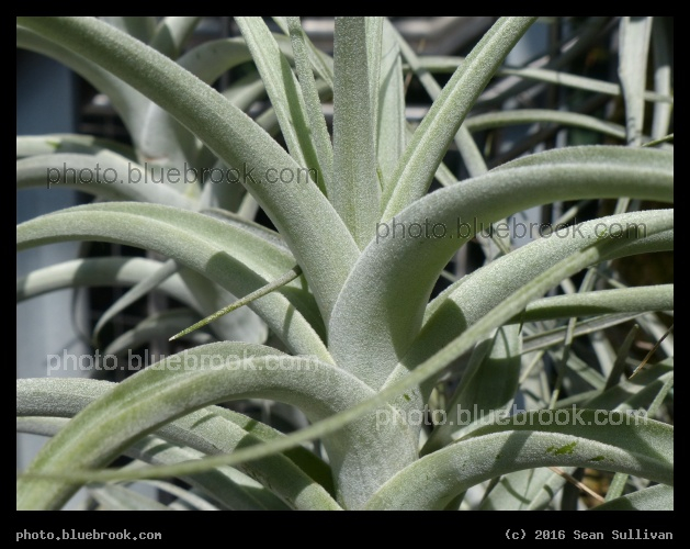 Tillandsia - Washington DC