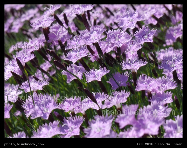 Baths Pink - Washington DC