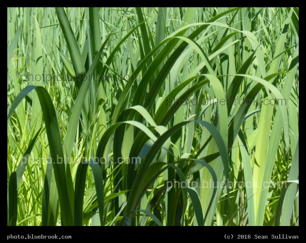 Greenery near the Water - Washington DC