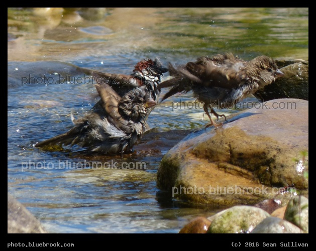 Bathing Birdies - Washington DC
