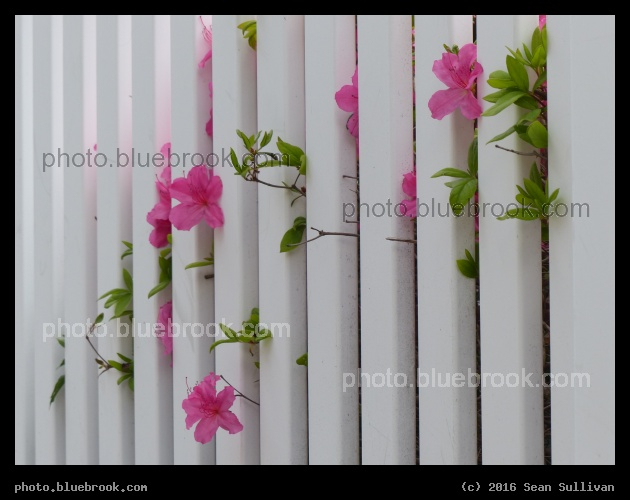White Fence - Brookline MA