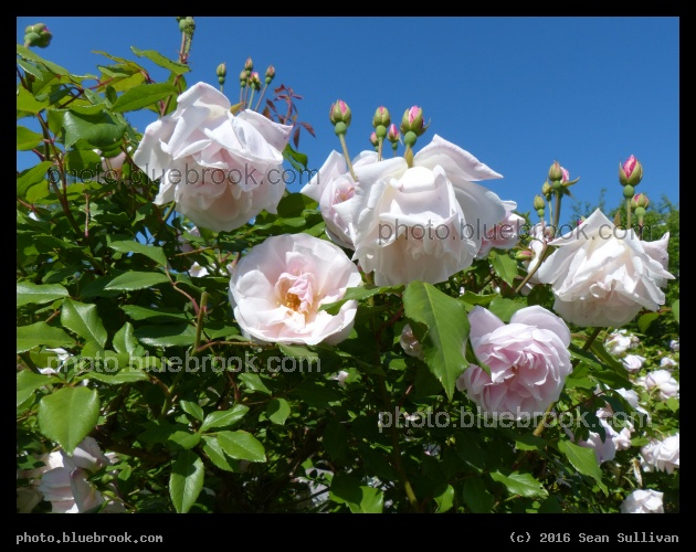 Spice Rose - Washington DC