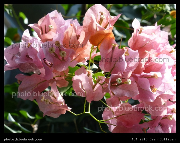 Tropical Interlude - Washington DC