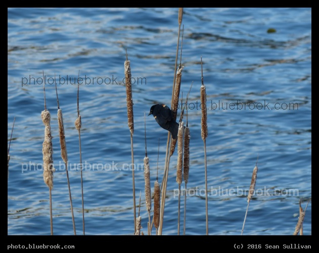 Mystic Blackbird - Mystic River at Assembly Square, Somerville MA
