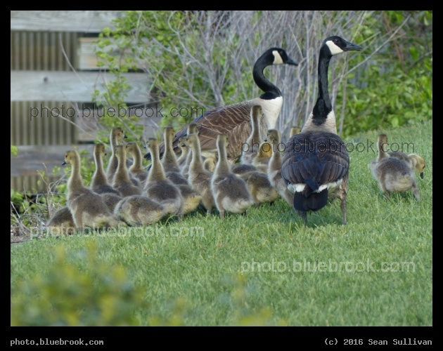 Gossling Cluster - Assembly Square, Somerville MA
