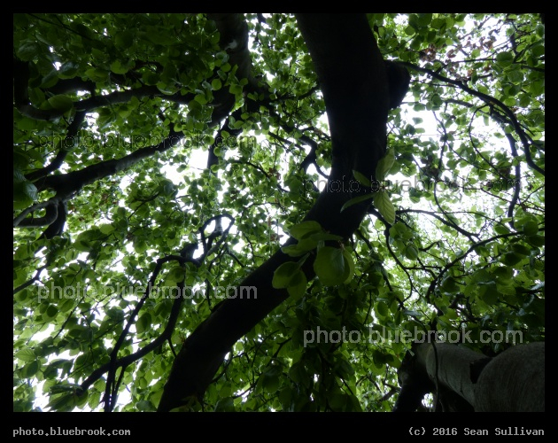 Curving Branch - Hirshhorn Sculpture Garden, Washington DC