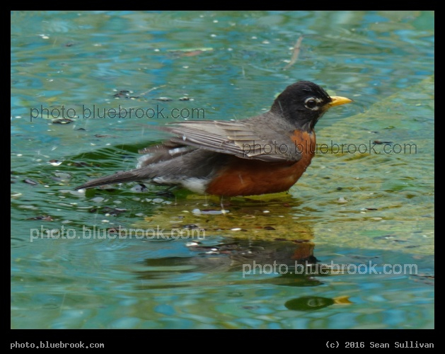 Bathing Robin - Washington DC
