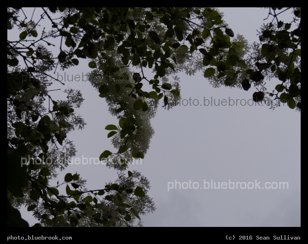 Flowers against a Cloudy Sky - Washington DC
