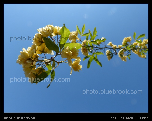 Branch Point - Washington DC