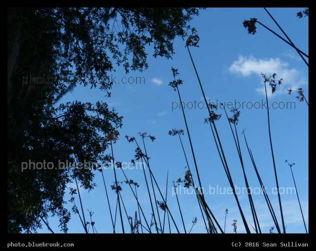 Plants at Orange Lake - Orange Lake, New Port Richey FL