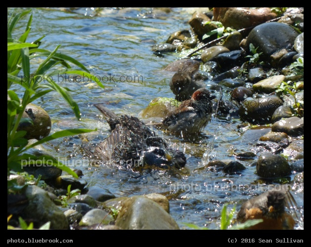 Bathing Stream - Washington DC