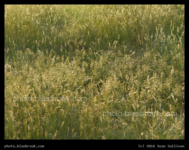 Bozeman Grasses - Bozeman MT
