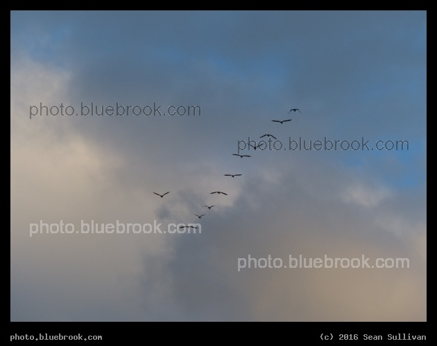 Checkmark - Florence MT