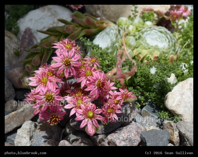 Rock Garden Flowers - Crookston MN