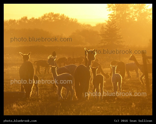 Backlit Alpacas - Bozeman MT