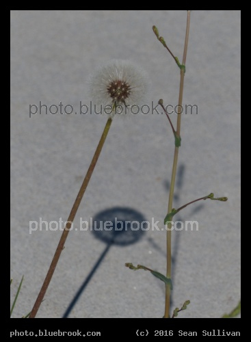 Seed and Shadow - Florence MT