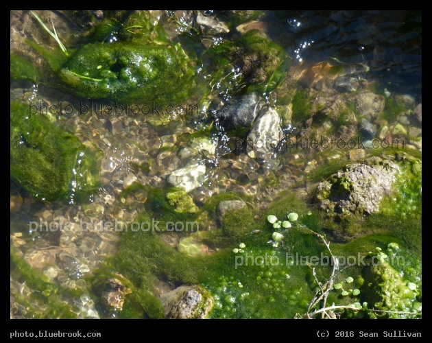 Runoff Water - Corvallis MT