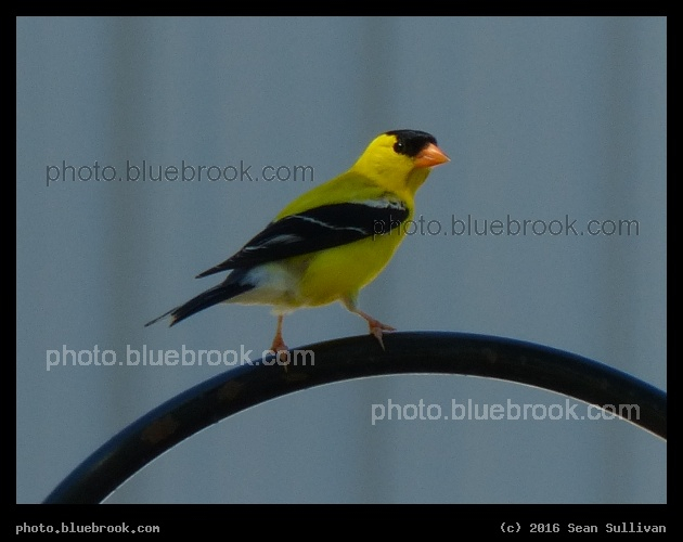 Goldfinch - Crookston MN