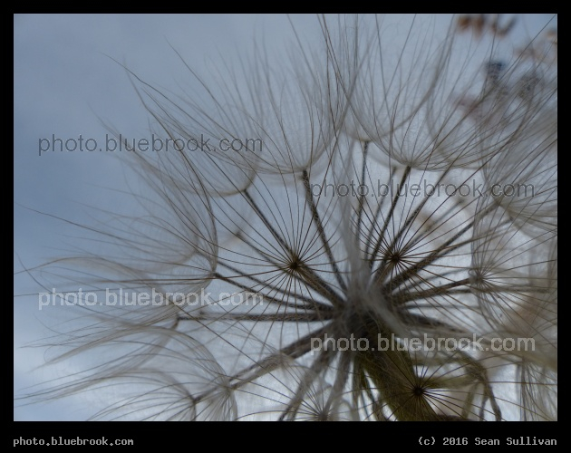 Botanical Corona - Corvallis MT