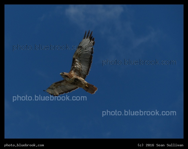 Soaring Bird - Corvallis MT