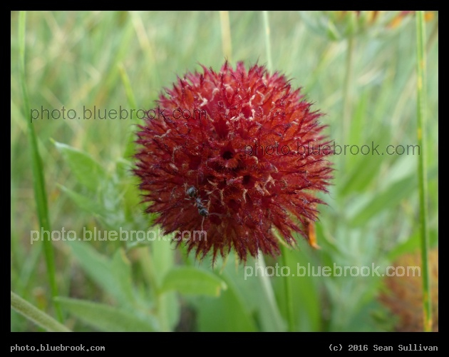 Scarlet Sphere - Corvallis MT
