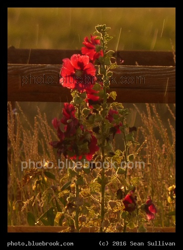 Flowers in the Rain - Corvallis MT