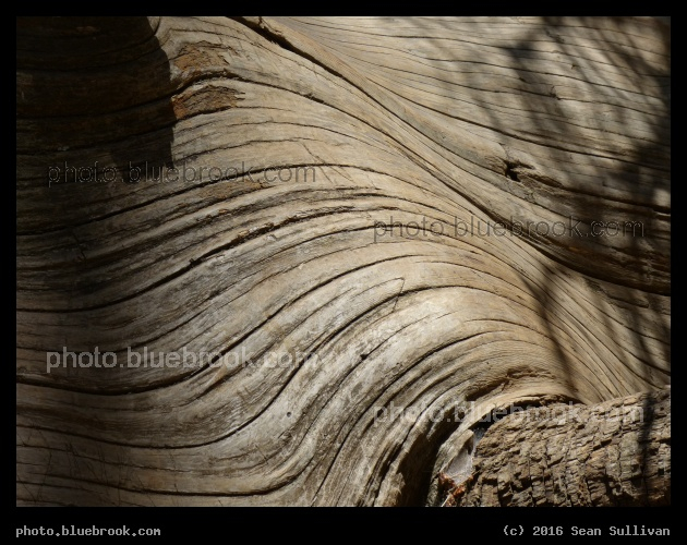 Wave of Wood - Tuolumne Grove, Yosemite