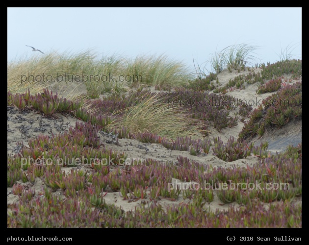 Vicente Dunes - Sand dunes by the Pacific Ocean at Vicente St, San Francisco CA