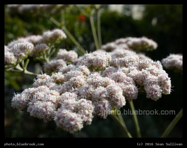 Focus Range - Berkeley CA