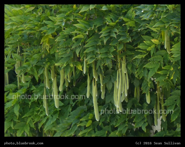 Seedpods in Berkeley - Berkeley CA