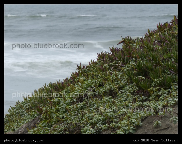 Dune Covering - Pacific Ocean, San Francisco CA