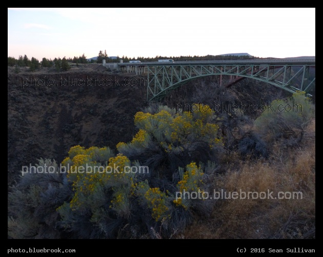 Flowering Sagebush - Crooked River Canyon, Oregon