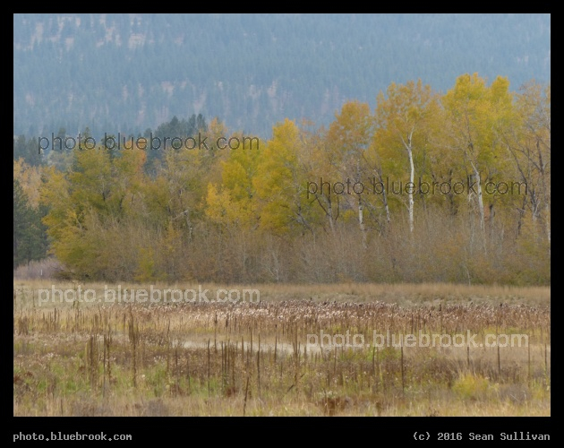 Fading to Yellow - Lee Metcalf National Wildlife Refuge, Stevensville MT
