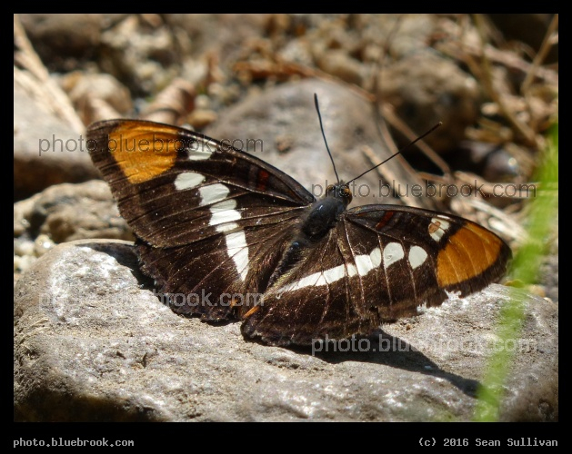 Yosemite Butterfly - By the Merced River, Yosemite