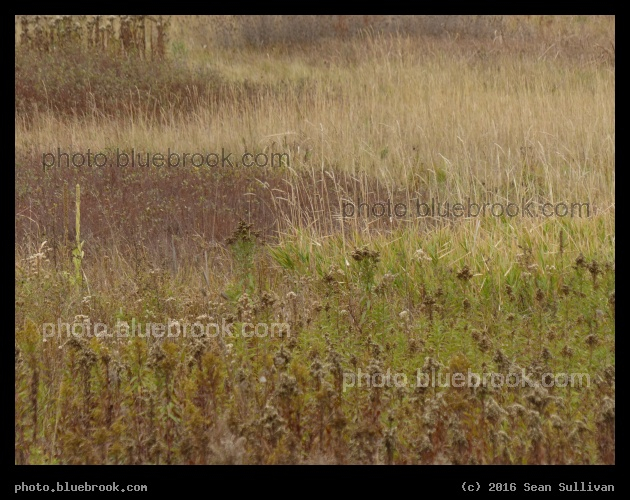 Delicate Shades - Lee Metcalf National Wildlife Refuge, Stevensville MT