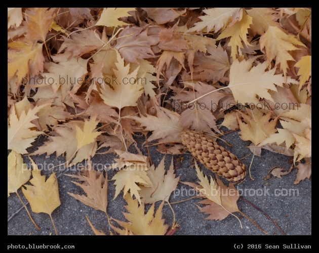 Library Path - Hamilton MT